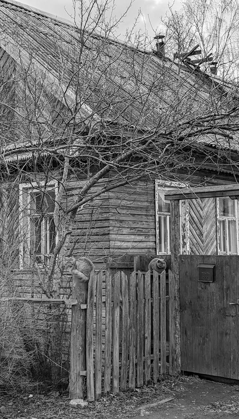 Back Fence