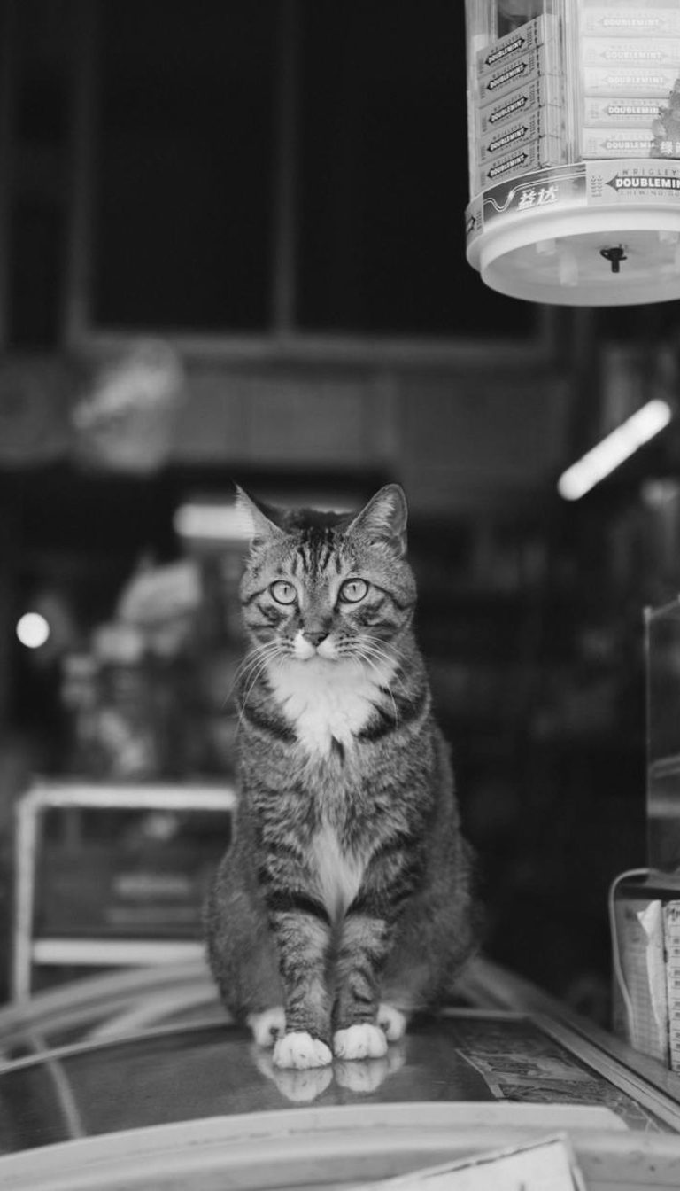 BODEGA CAT
