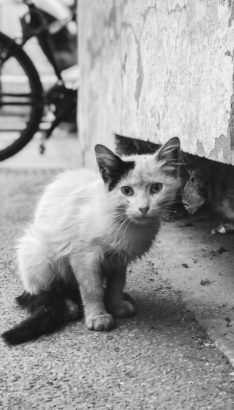Candy Store Cat