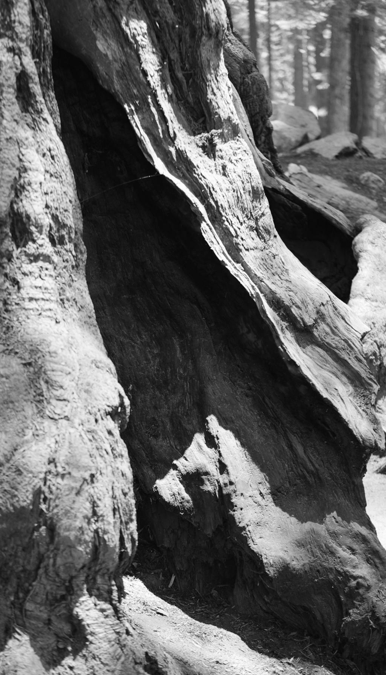 Hangman's Elm
