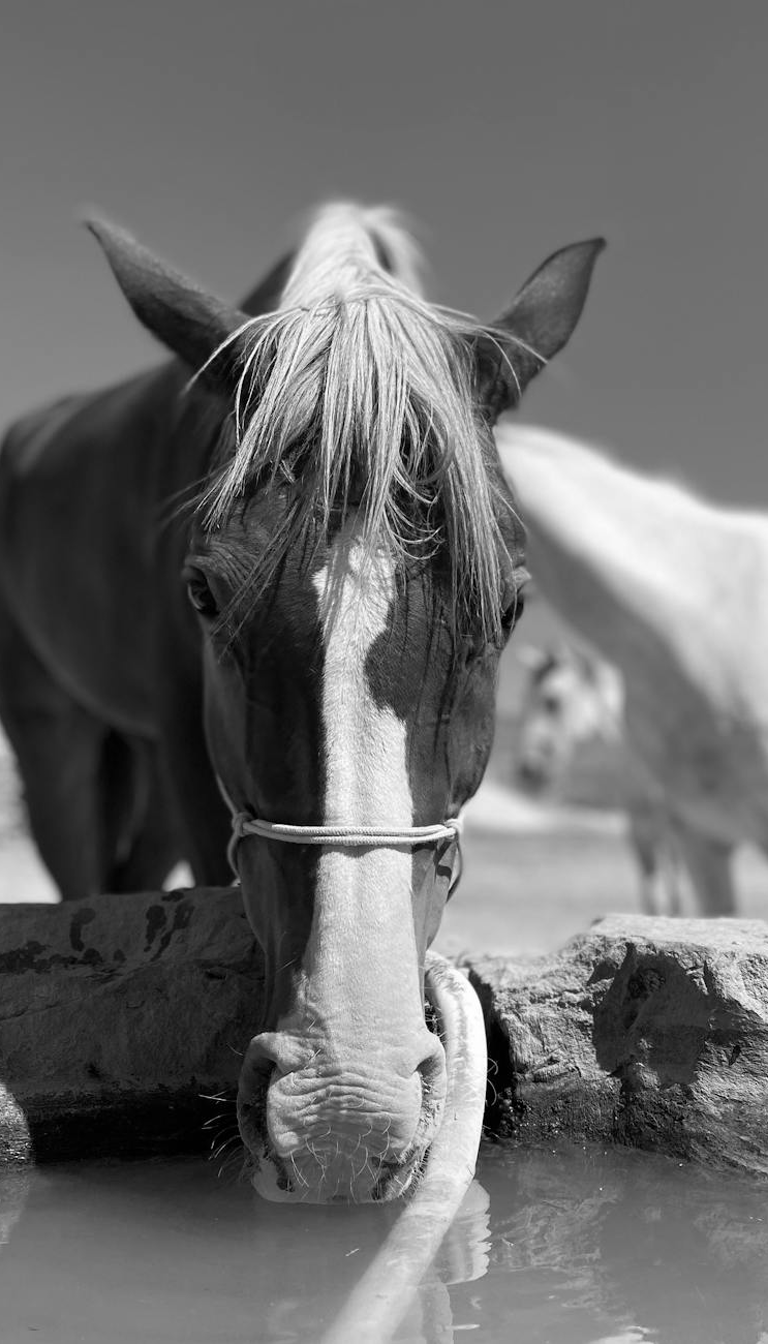 Horse Trough