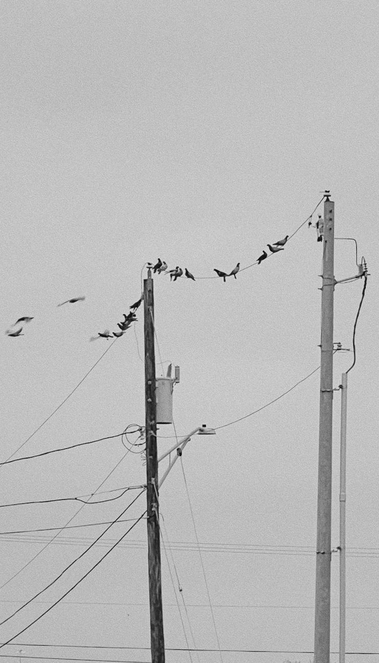 Phone Wire