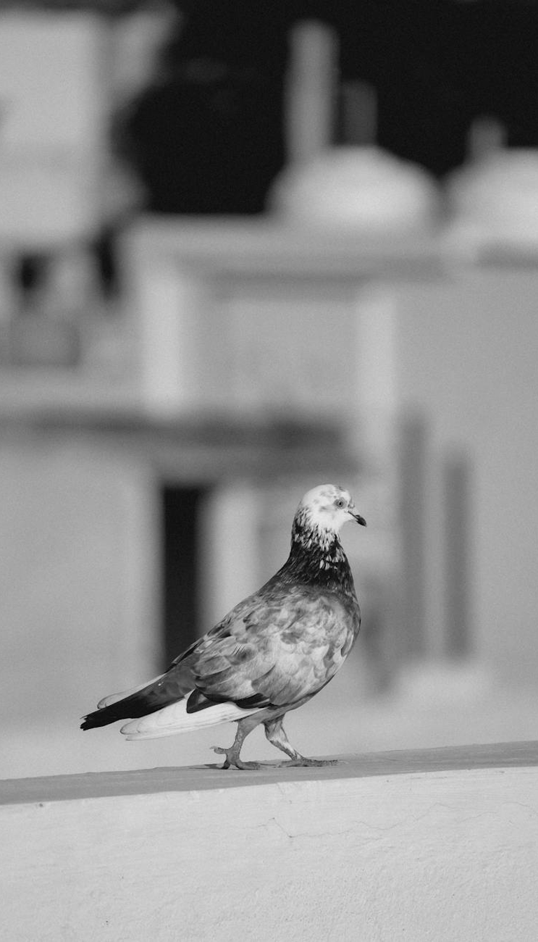 PIGEON COOP
