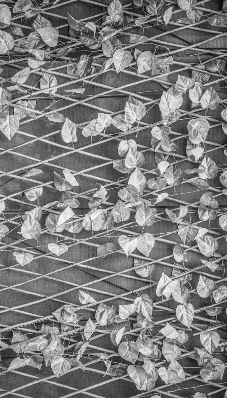Trellis