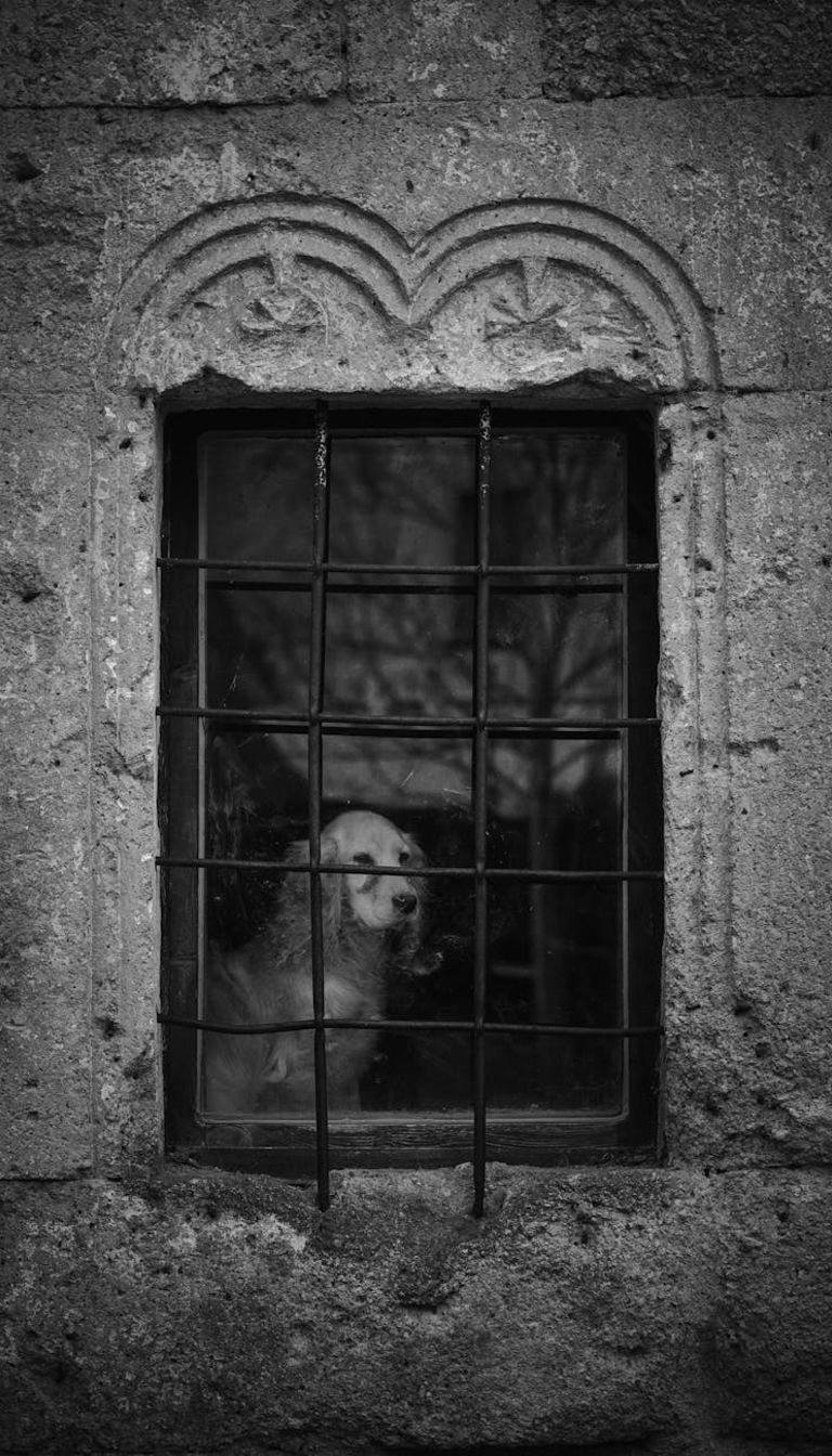 Window Guard